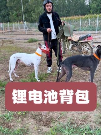 锂电池背包,既结实耐用又实惠@王九条犬舍宠物用品店 #格力犬爱好者 #猎犬爱好者 #灵缇犬格力犬惠比特