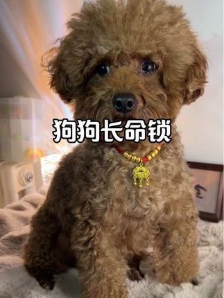 带上这小金锁气质立马就起来了 都不愿意摘掉了,睡觉都要带上哈哈哈😂😂😂