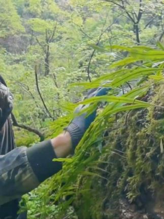 被老百姓称为嗷嗷叫的茶 你们喝过吗 #大自然的馈赠#大山里的味道 #黄金草茶 #肾精茶