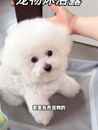 为什么在家给狗狗洗澡,总没感觉没有去宠物店洗得干净呢,因为没有用对宠物沐浴露,洗出来没有那么香,家里养猫狗的可以试试新款#萌宠好物 #抖音萌宠出道计划 #宠物洗澡 #宝宝用品 #比熊宝宝