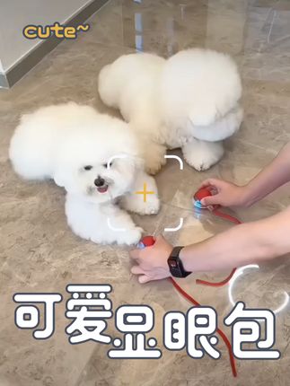 #铲屎官的乐趣