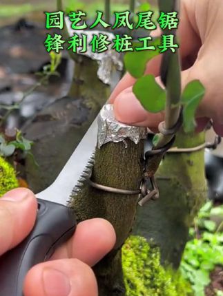 #创作灵感 #凤尾锯 #锯子 园艺人凤尾锯修桩截枝不卡锯,方便快捷下料速度快园艺果园修枝伐木必备工具#园林工具 #盆景工具必备