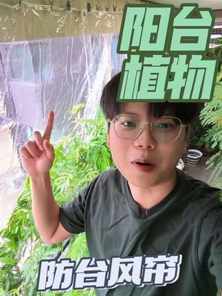 17 级台风,布好防了,这一次阳台植物能扛得住吧?#台风 #桦加沙 #台风桦加沙 #密叶猴耳环 #阳台植物