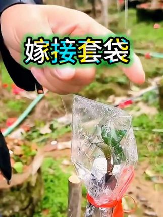 #家庭种植 #分享生活小技巧 #实用小技巧 #强烈推荐 #技术分享