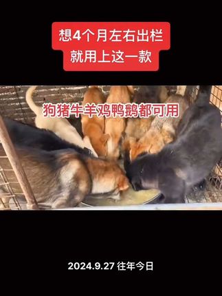 #喂狗日常#三农养殖 #肉狗养殖 #自用好物分享