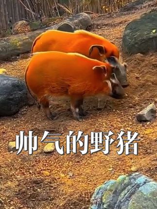 你们认为哪个最好看!#红河猪#疣猪#姬猪#鹿豚#野猪面条