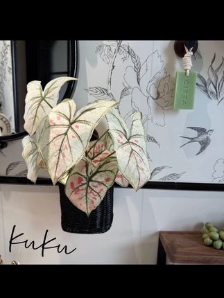 掬涵【推荐】仿真花纹竹芋叶把束带根背景墙面插花植物叶子造景装饰视频同款点击下单购买