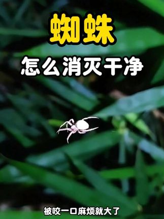 家里有蜘蛛怎么消灭干净。 半夜起夜时  突然从天花板垂下来一只蜘蛛  能把人惊出一身冷汗  尤其是有孩子的家庭   不仅孩子被吓哭  被咬一口麻烦就大了   蜘蛛喜欢把卵产在隐蔽的角落   空调外机后面 还有衣柜都是它们幼虫孵化的地方    打扫卫生只能减少它们的数量  不能彻底解决它们的出现   其实解决蜘蛛很简单   拿这款喷雾沿着墙角   还有窗户周围轻轻一喷   藏在暗处的蜘蛛也会被消灭  喷完没有刺鼻气味  很快就消散了 家里有小宝宝宠物的也不用担心 #蜘蛛 #蜘蛛怎么消灭 #消灭蜘蛛 #家里有蜘蛛怎么办 #蜘蛛的危害
