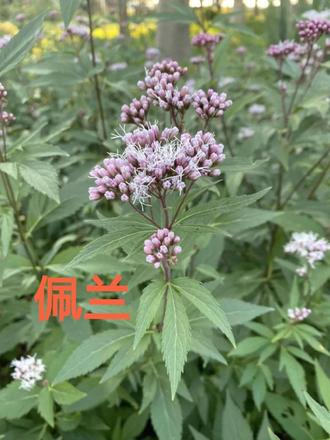 佩兰 又名兰草,菊科泽兰属的多年生草本。茎圆柱形,有的黄棕色或黄绿色,有的绿色或红紫色,有明显的节和纵棱线,质脆,断面髓部白色或中空;叶对生,较大,有柄,为长椭圆形或长椭圆状披针形,边缘有锯齿;花深秋开放,随风摇曳,具有观赏价值。总苞为钟状,全部苞片为紫红色,苞片外面没有毛;花为白色或带微红色;果实为圆柱形,成熟的时候为黑褐色;冠毛白色。花、果期7—11月。
为芳香草本,香似兰花,古代妇女、儿童喜欢将其佩于身上,故名佩兰。地上部分干燥后晒干可做中药。味微苦,每年夏秋两季收割。
喜温暖湿润气候,耐寒、怕旱、怕涝,以疏松肥沃、排水良好的砂质土栽培为宜。繁殖方法为种子或地下茎繁殖,以地下茎繁殖为主。
在梅兰竹菊中,最早成为美好象征并被世人赋予“君子”品格的,就属“兰”了,即佩兰。