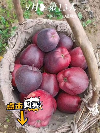 朋友们,你们知道吗?甘肃的花牛苹果是世界闻名的美味!#发现好物 #无限回购的宝藏单品 #花牛苹果 #现摘现发新鲜到家 #三农流量扶持计划