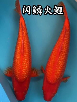 家人们,快来围观绝美闪鳞火鲤鱼!通体艳红,鳞片在阳光下像撒了金粉,波光粼粼超梦幻~性格温和,对水质要求不高,新手养鱼闭眼入!养在家里,寓意超棒,新的一年好运满满! #闪鳞火鲤 #锦鲤 #观赏鱼 #火鲤 #红锦鲤