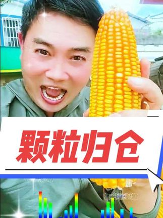 从春播到秋收,汗水浸润土地,风里藏着丰收信,颗粒归仓庆年丰。#上热门🔥 #颗粒归仓 #秋收 #秋收的喜悦 #秋收的季节 @DOU+小助手 @DOU+上热门