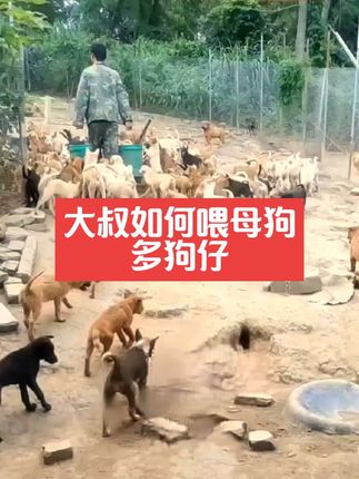如何喂母狗 多狗仔? #狗狗 #田园犬 #养狗人 #母狗 #养狗经验分享 @抖音小助手
