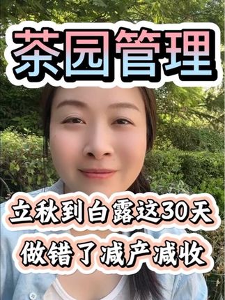 立秋到白露这三十天,千万别大意,做错这件事减产减收#茶树种植#茶园管理#茶叶高产