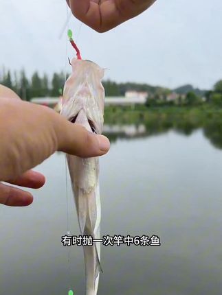 虾皮串钩#垂钓 #户外钓鱼 #钓鱼知识 #浮漂鱼漂 #乡村的生活
