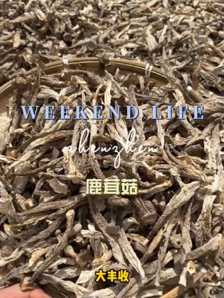 禾菇娘鹿茸菇新500g头茬活动古田高山无硫无熏干货凉拌炒肉煲汤#强烈推荐 #日常分享 #鹿茸菇 #干货分享 #好吃不贵经济实惠