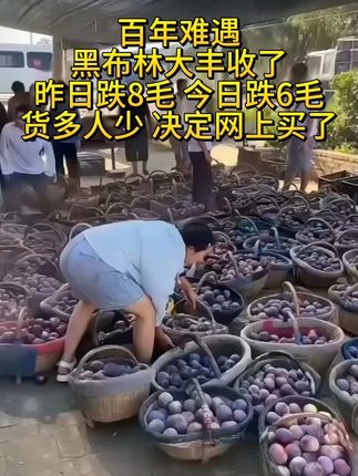 #黑布林李子大丰收了 #黑布林李子又大又甜 #黑布林李子产地直发 #新鲜采摘新鲜发货 #现摘现发新鲜到家