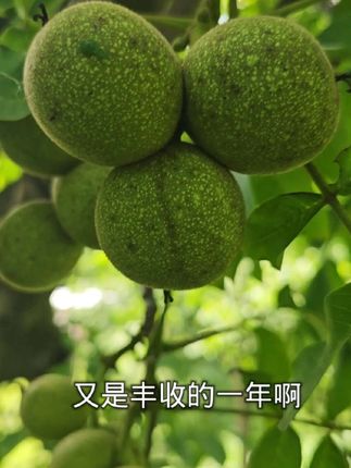 别嫌剥核桃麻烦,咱这核桃好对付,俩放手里一捏就开,仁儿完整得很,吃着满口清香,给孩子当零食,比吃糖强多了。#优质农产品 #鲜核桃 #新鲜核桃 #心系三农服务三农 #我的乡村生活