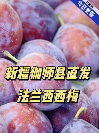 #无限回购的宝藏单品 冷藏了几天的新疆伽师县法兰西西梅太好吃😋,立秋后新疆的应季水果渐渐少了,赶紧冲呀!否则要等明年了~#新疆伽师西梅#功能性水果#新疆特产#新疆瓜果飘香季