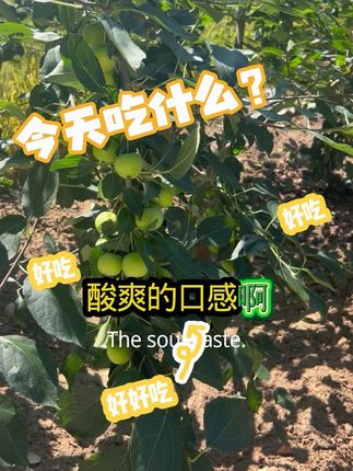 #农业种植 #新鲜采摘 #乡村振兴dou行动 #特色农产品 #三农