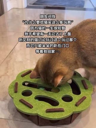 看它玩得这么开心,我就觉得值得#逗猫神器 #萌宠