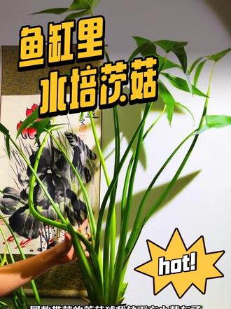 鱼缸水培茨菇好看好养还能开花 #水培植物 #茨菇 #养鱼人 #水草造景 #水草缸
