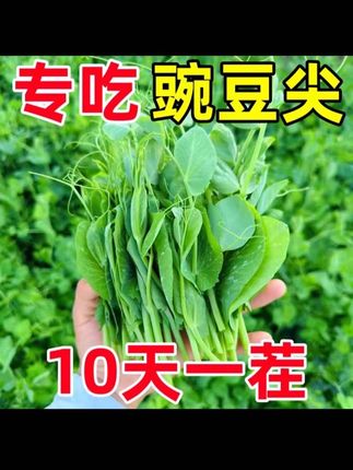 速生无须豌豆苗种子豌豆尖种子水培荷兰豆碗豆尖芽菜种子阳台盆栽#蔬菜种子 #强烈推荐 #豌豆 #视频同款 #好物推荐🔥