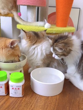 家里猫咪出现乱嘘嘘,每天喂点这个片片,可以磨成粉拌粮喂!#养公猫  #科学养宠攻略 #萌宠好物 #养猫新手 #科学养宠
