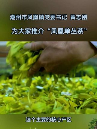 #凤凰单丛茶 #潮汕工夫茶 #乌龙茶
