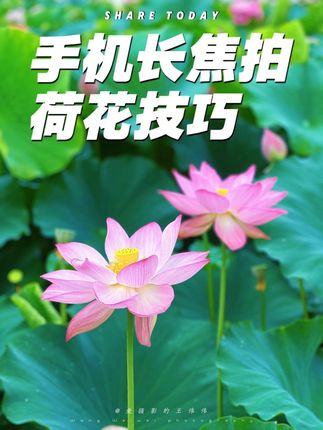 手机专业长焦拍荷花 一个镜头拍荷花,高级唯美#拍花技巧 #手机摄影 #拍照神器 #荷花 #拍摄技巧