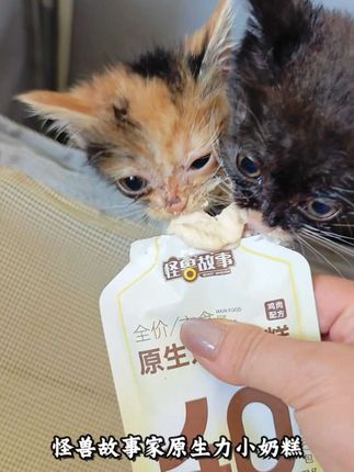 怪兽故事原生力小奶糕是我家小猫从小吃到大的,营养美味易消化! #怪兽故事 #原生力小奶糕 #小奶猫 #哎呀妈呀太香了 #幼猫喂养