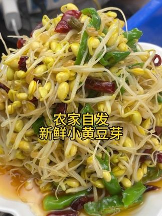 传统老方法农家自发新鲜小黄豆芽#黄豆芽 #自发黄豆芽 #小时候味道