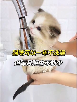 猫咪可以一年不洗澡,但每月的驱虫不能少#猫咪驱虫 #驱虫 #成橙小巴 #养猫知识 #养猫经验分享