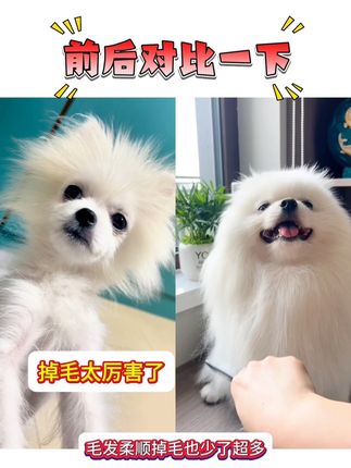 要想狗狗毛发好,卵磷脂不能少!颗粒口感,适口性很好,狗狗爱吃!#博美 #养狗经验分享 #萌宠好物 #卵磷脂