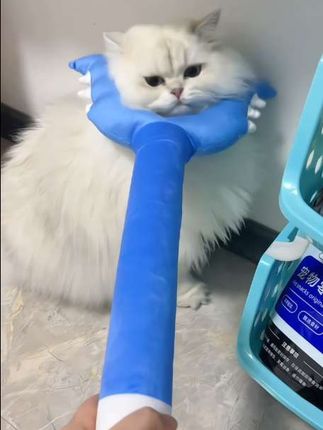 当我拥有一个猫叉 ,把不听话的小猫叉出去#讨伐棒 #猫叉#猫咪日常 #猫玩具