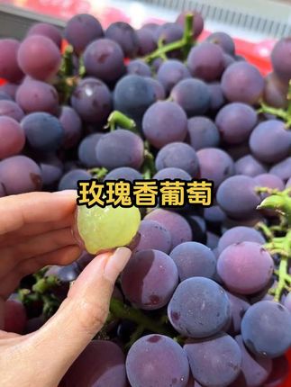 正宗平度大泽山玫瑰香葡萄现摘现发冷链直达。#玫瑰香葡萄熟了 #正宗大泽山葡萄 #现摘现发产地直发 #新鲜葡萄 #葡萄🍇