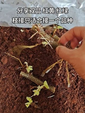 无花果枝条顶底催愈 全杀菌消毒 没有根结线虫。 红黄双品 10红包 红绿双品 10红包。 枝条嫁接只适合双品,接再多没意义。 2品以上多品只适合树不适合枝。 无花果不懂的问,都会回复。#无花果 #无花果嫁接 #无花果分享