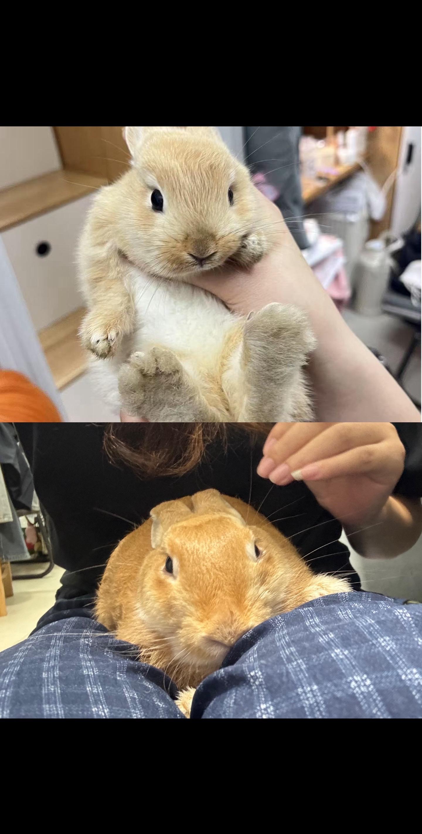 我真的真的真的没招了#侏儒兔 #肉兔