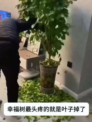 幸福树养不久就黄叶掉叶,这是缺少了水分和养分,要定期给它用这个营养液补充养分#盆栽 #花卉绿植 #幸福树 #无限回购的宝藏单品