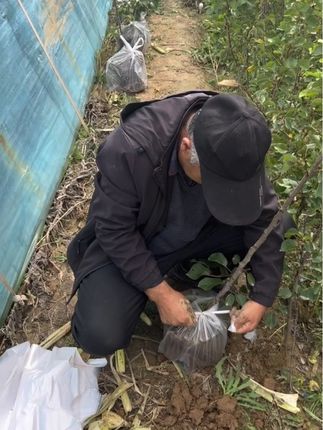 8月1 5起苗开始陆续发苗