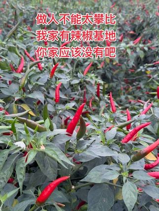 #新鲜采摘 #辣椒种植 #特色农产品 哈哈,啥也不说了,我去摘辣椒了! #随时随地标记一下