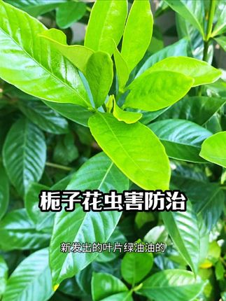 栀子花上出现虫害时,赶紧用它喷一喷,对常见的小黑飞蚧壳虫蚜虫蓟马等都管用,室内室外都可以放心使用,家里所有爱长虫子的花卉绿植瓜果蔬菜都可以用它来防治#栀子花 #栀子花虫害 #栀子花养护 #杀虫水乳剂 #花卉绿植