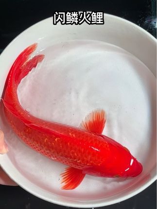 家人们,看这绝美闪鳞火鲤!它的鳞片自带金属光泽,在阳光下波光粼粼 ,游动时像水中跃动的火焰,超有生命力!性格温和,对水质要求也不高,新手养鱼闭眼入!现在直播间有优惠,快冲! #观赏鱼 #闪鳞火鲤 #养鱼新手 #锦鲤 #好运锦鲤