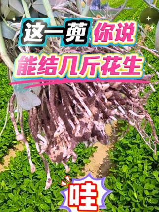 你猜我给花生用了什么?#花生种植 #种植小技巧