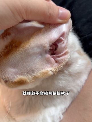 是谁还在为猫咪耳螨问题而困扰??这个#加里卡 洁耳液真的超方便!!植物萃取还很温和!#养猫新手 #宠物用品 #科学养宠攻略 #养猫