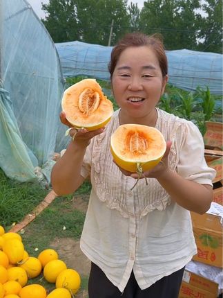 #黄河蜜瓜 #新鲜采摘 #口感特别好
