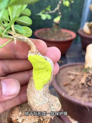植物愈合剂。#树木盆景愈合剂 #盆景养护 #修剪 #家庭种植