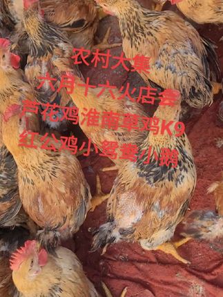养鸡鸭鹅的朋友,要想省心不累长得好就是这个家禽常用的禽一片。无论是鸡、鸭、鹅、小鸡还是大鸡,生病还是没生病都可以喂,可以提高免疫力,增强抗病能力,让鸡群健康又活泼。需要的点击下方链接下单吧!火店镇大王阁小米家禽出售优质:小鸡、小鸭、小鹅、小鸳鸯##农村大集现场实拍诚信经营#三农#我的摆摊日记 #农村创业养殖 #@DOU+小助手