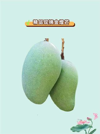 错过就要等明年!一年就这一季的金煌芒终于成熟了,它是出了名的甜,而且果大肉厚,皮薄汁水足,轻轻一咬,满嘴爆汁,真的巨好吃!这个季节正是金煌芒的巅峰期,喜欢的朋友一定要尝尝。#金煌芒#芒果 #皮薄肉多#香甜多汁 #口感特别好价格实惠