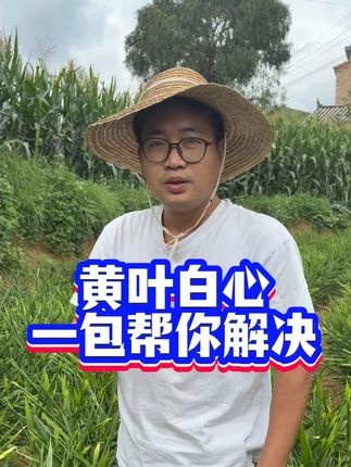 黄叶白心一包帮你解决#生姜#生姜种植 #生姜种植技术